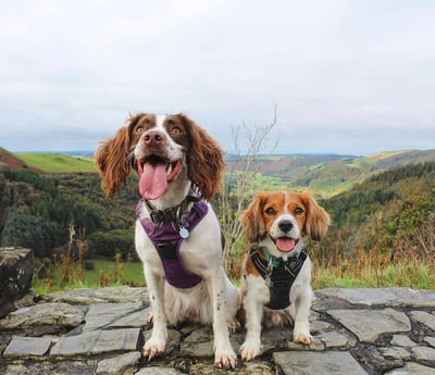 Willow & Rory