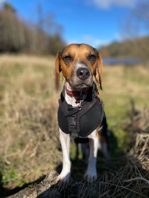 Bella