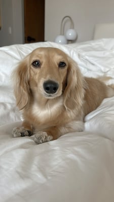 Penny