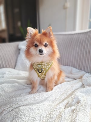 Ivy