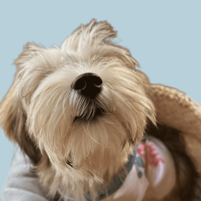 Archie