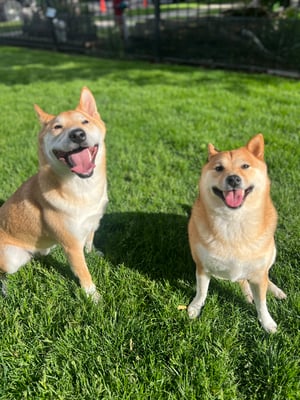 Luna & Leo