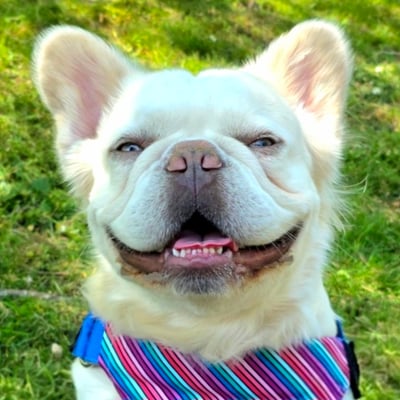 Pablo (Fluffy Frenchie)