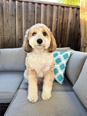 Kipper