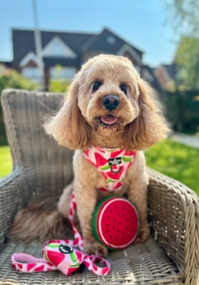 Albert
