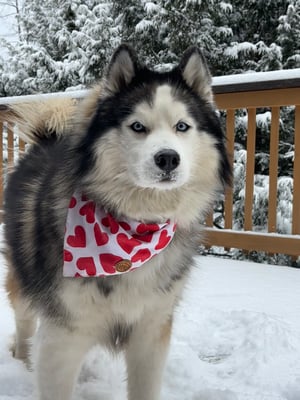 Koda