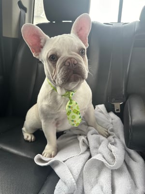 Bo