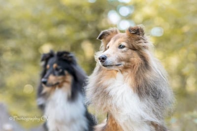 Daisy & Gytah