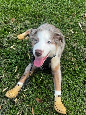 Milo