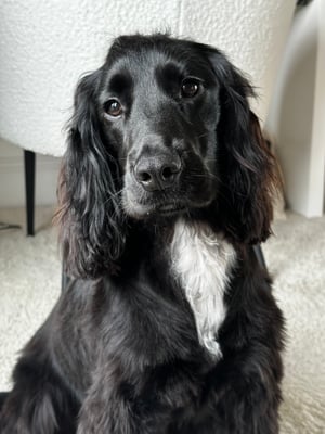 Elvis