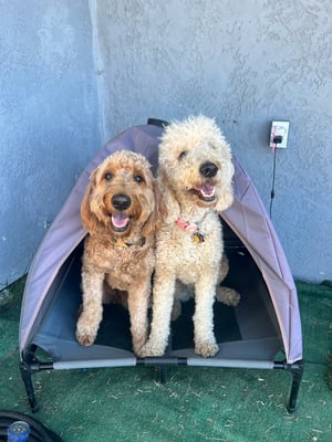 Soka & Seesa