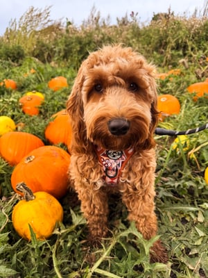 Arlo