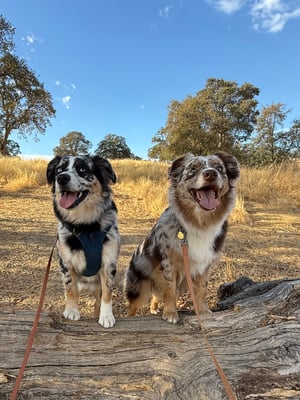 Willow & Ozzy