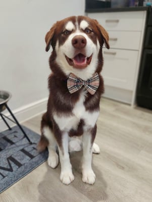 Kodi