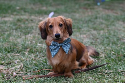 Hendry Pippin
