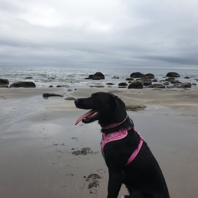 Nala