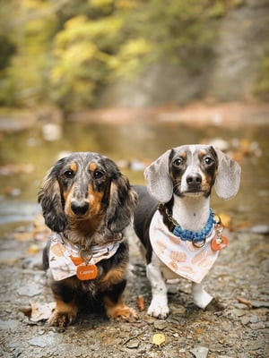 Blu & Cashew