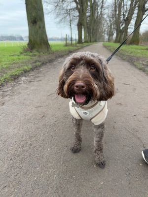 Alfie