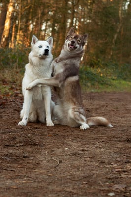 Yuki & Koyo