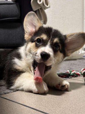 Apollo