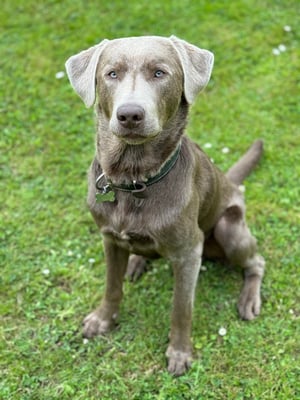 Hugo