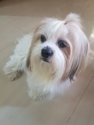 Pixie