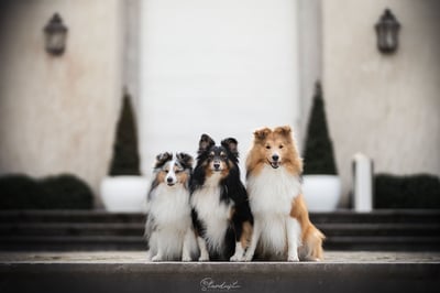 Jax & Pixel +2