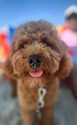 Teddy