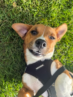 Oscar