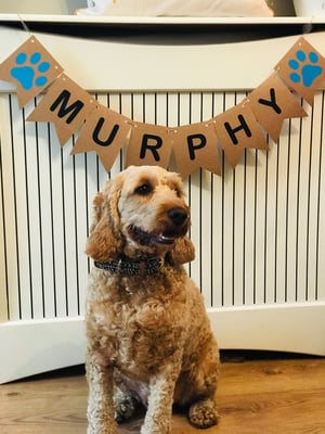 Murphy