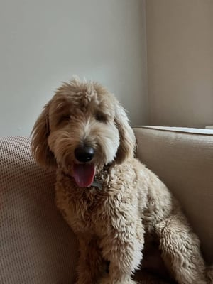 Archie