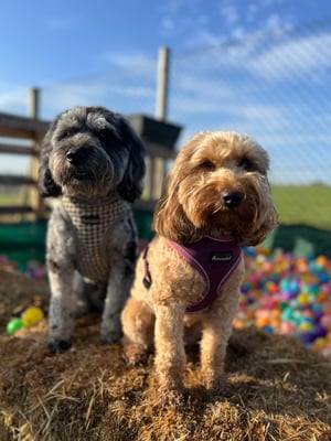 Oakley & Bailey