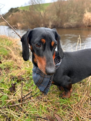 Rocky von Schnitzel