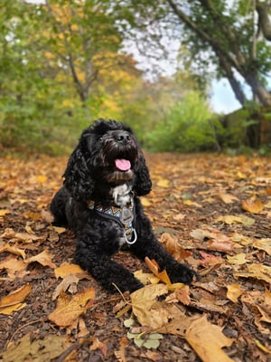 Milo