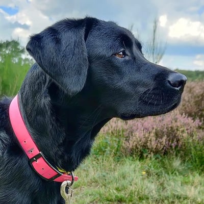 @nora_the_labrador