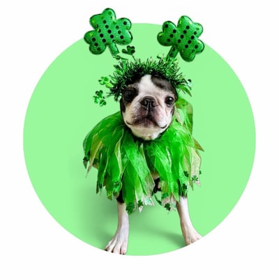 @hopstheboston