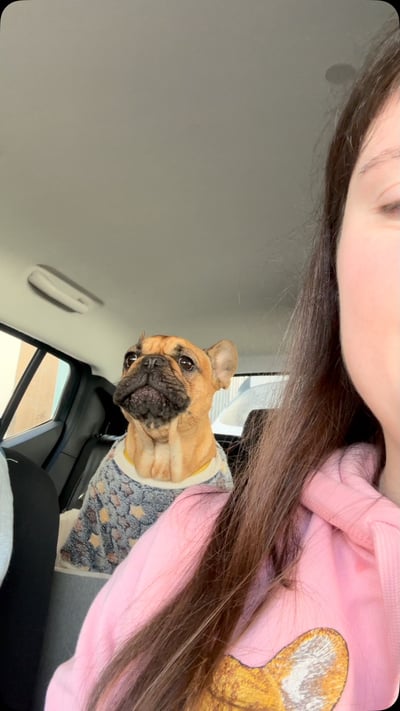 @stellarossa_thefrenchie