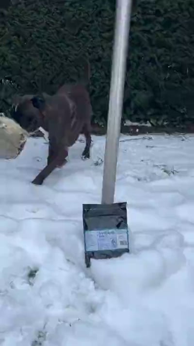@mick_and_jim_theboxers