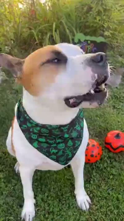 @bubbathemeatball