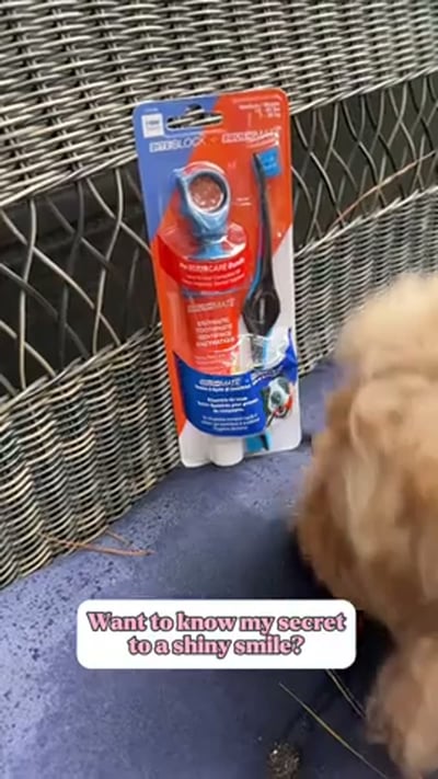 @paw_ready