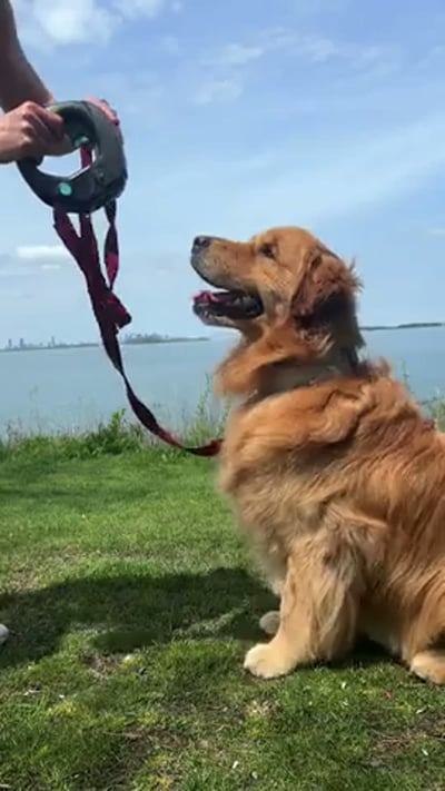 @spleash_your_leash