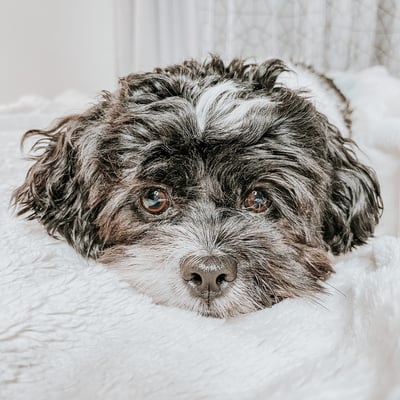Lifestyle Photo Set