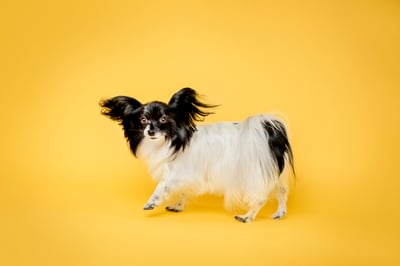 Lifestyle Photo Set