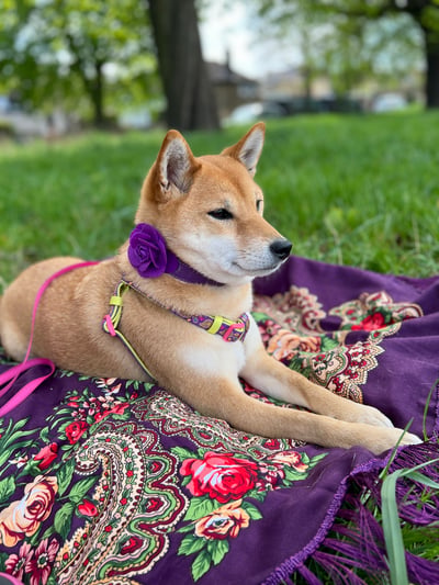 Lifestyle Photo Set