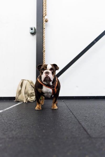 Lifestyle Photo Set