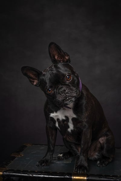 Lifestyle Photo Set