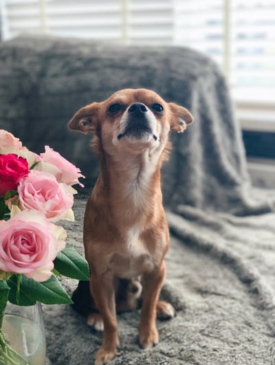 Lifestyle Photo Set