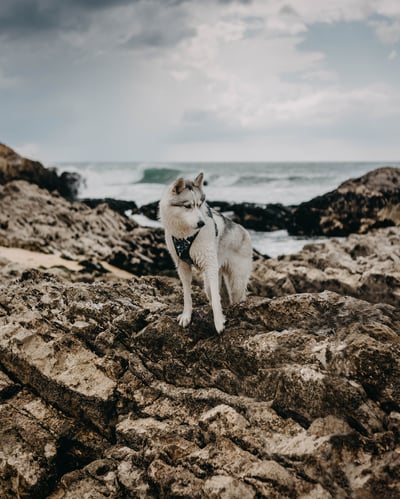 Lifestyle Photo Set