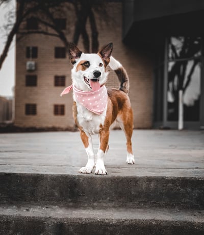 Lifestyle Photo Set