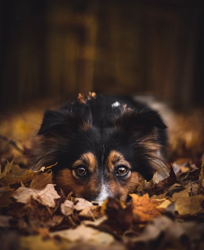 Lifestyle Photo Set